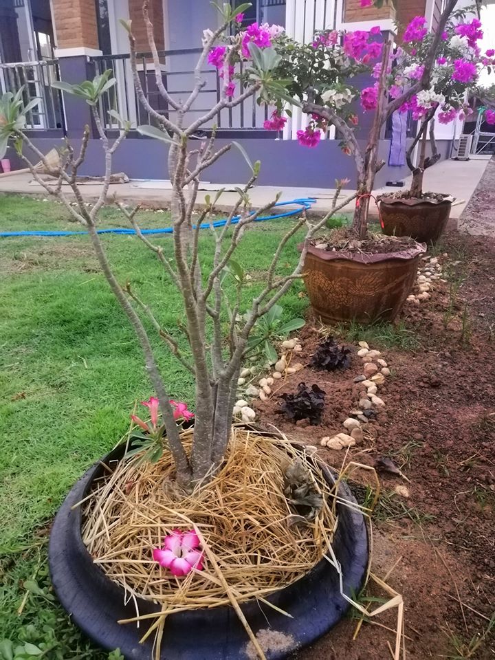 บ้านสไตล์โมเดิร์น ราคา 920,000 บาท