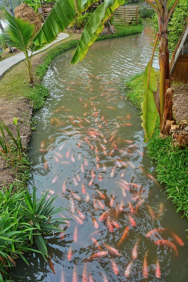 ศูนย์การเรียนรู้เศรษฐกิจพอเพียงบ้านของพ่อ จ.อยุธยา ตามรอยวิถีเกษตรในหลวง รัชกาลที่ 9