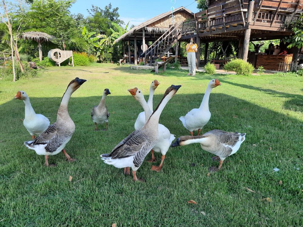 ฟาร์มปลูกสุขขอนเเก่น อำเภอเมือง จังหวัดขอนแก่น