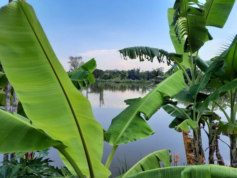 ฟาร์มปลูกสุขขอนเเก่น อำเภอเมือง จังหวัดขอนแก่น