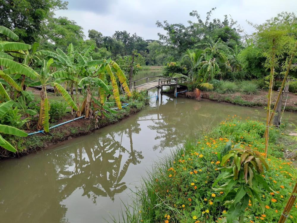 ฟาร์มปลูกสุข ช่วงว่านข้าว