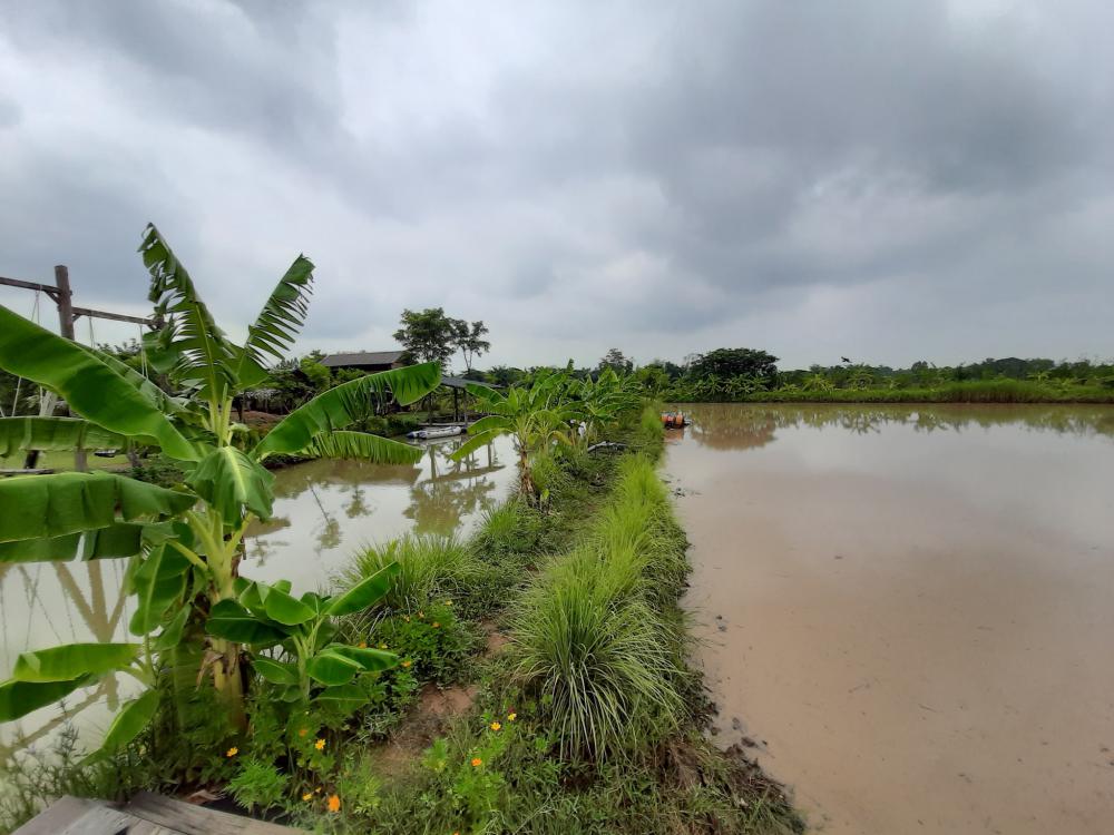 ฟาร์มปลูกสุข ช่วงว่านข้าว