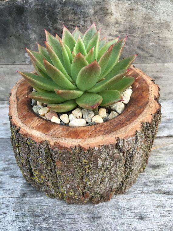 ไอเดีย การตกแต่งบ้านด้วยพืชสวยๆ หลากหลายชนิด