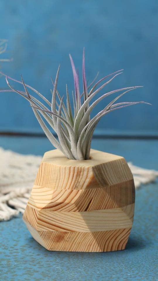 ไอเดีย การตกแต่งบ้านด้วยพืชสวยๆ หลากหลายชนิด