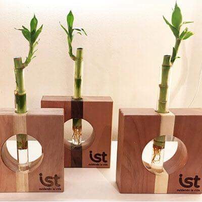 ไอเดีย การตกแต่งบ้านด้วยพืชสวยๆ หลากหลายชนิด