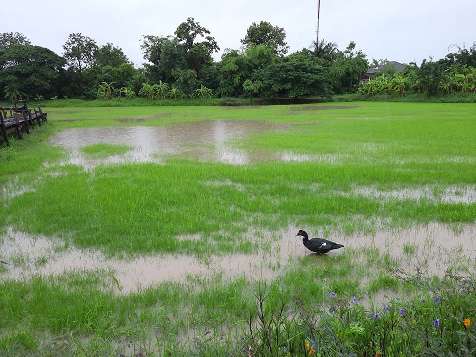 บรรยายกาศฉ่ำๆ ณ ฟาร์มปลูกสุข ขอนแก่น