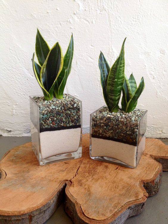 ต้นลิ้นมังกร