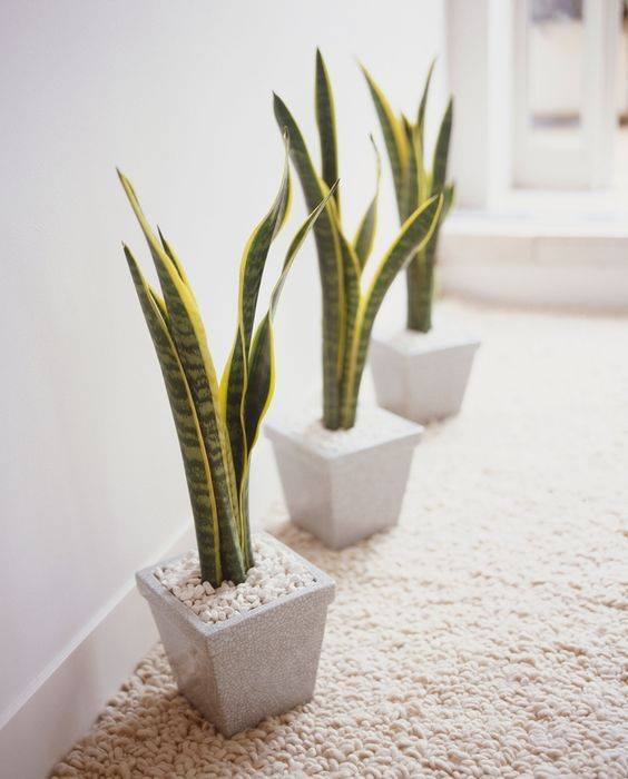 ต้นลิ้นมังกร