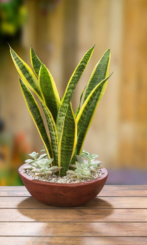 ต้นลิ้นมังกร