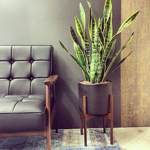 ต้นลิ้นมังกร