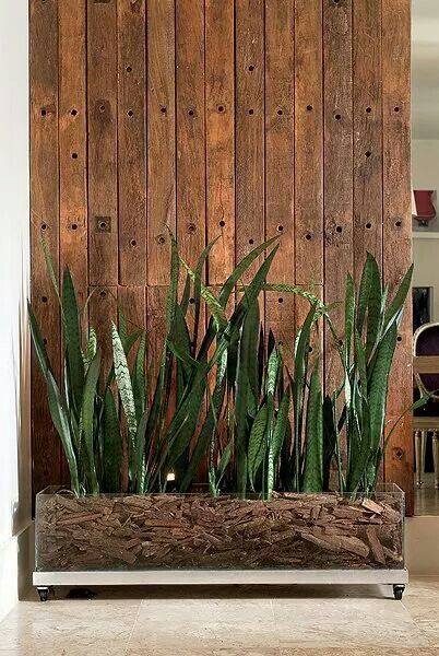 ต้นลิ้นมังกร