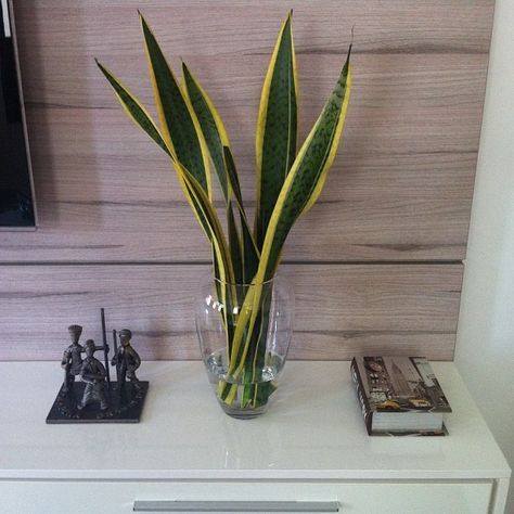 ต้นลิ้นมังกร