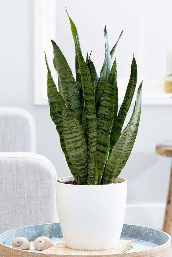 ต้นลิ้นมังกร