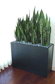 ต้นลิ้นมังกร