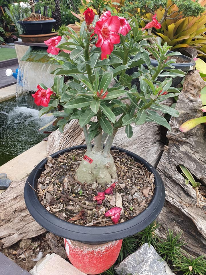 ไอเดียจัดสวนสวยๆ ในบ้าน เอาไปเป็นไอเดียแต่งบ้าน