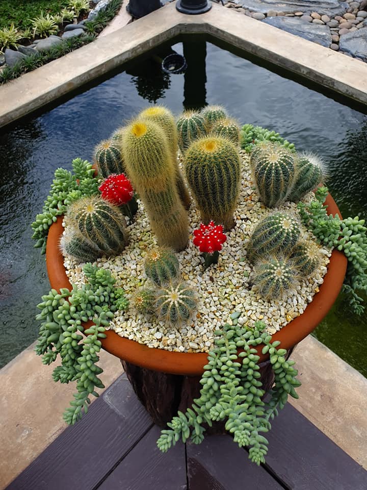 ไอเดียจัดสวนสวยๆ ในบ้าน เอาไปเป็นไอเดียแต่งบ้าน