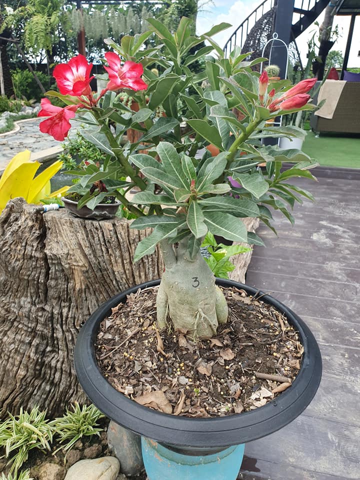 ไอเดียจัดสวนสวยๆ ในบ้าน เอาไปเป็นไอเดียแต่งบ้าน