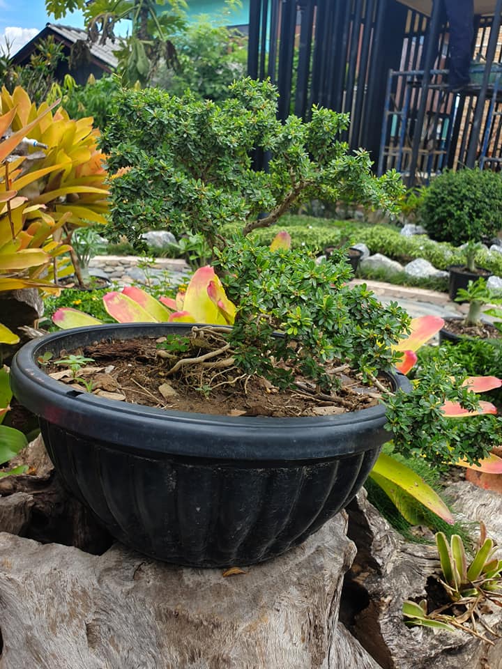 ไอเดียจัดสวนสวยๆ ในบ้าน เอาไปเป็นไอเดียแต่งบ้าน