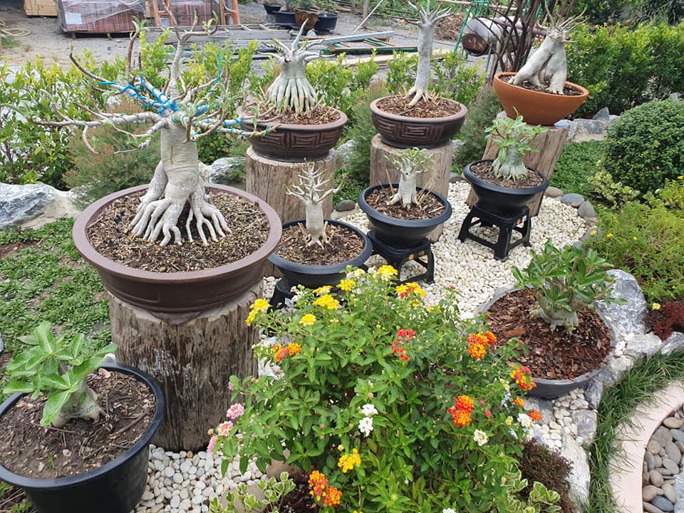 ไอเดียจัดสวนสวยๆ ในบ้าน เอาไปเป็นไอเดียแต่งบ้าน