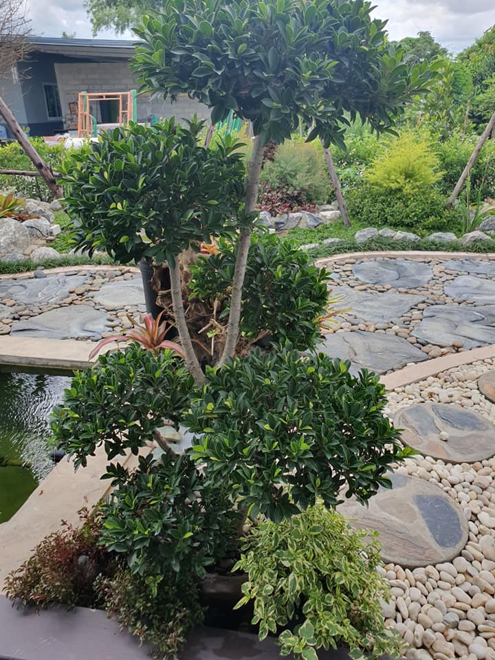 ไอเดียจัดสวนสวยๆ ในบ้าน เอาไปเป็นไอเดียแต่งบ้าน