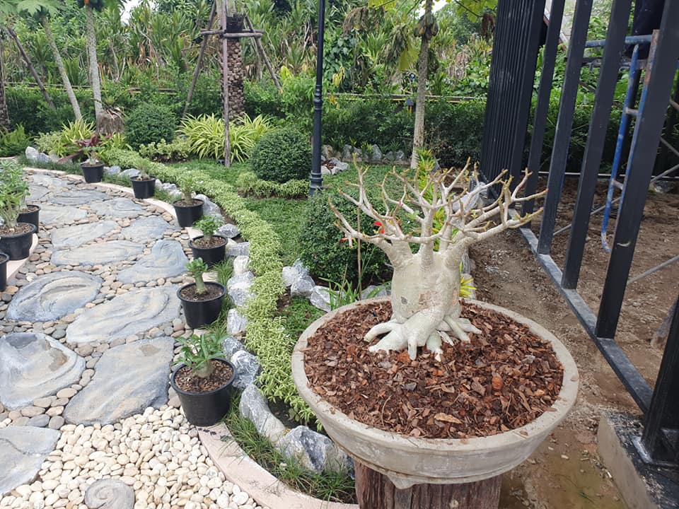 ไอเดียจัดสวนสวยๆ ในบ้าน เอาไปเป็นไอเดียแต่งบ้าน