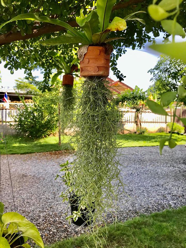 ไอเดียปลูกไม้ประดับ และจัดกระถางบริเวณบ้าน