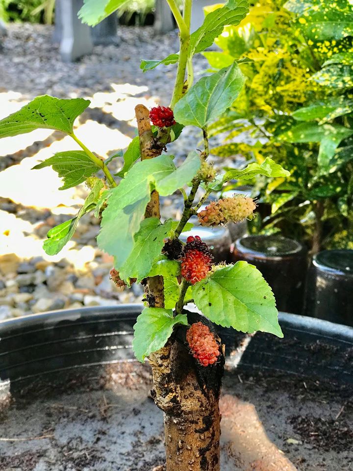 ไอเดียปลูกไม้ประดับ และจัดกระถางบริเวณบ้าน