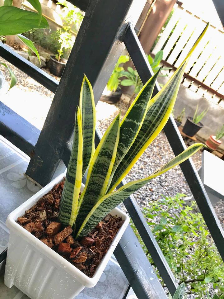 ไอเดียปลูกไม้ประดับ และจัดกระถางบริเวณบ้าน