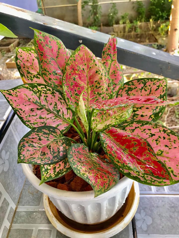 ไอเดียปลูกไม้ประดับ และจัดกระถางบริเวณบ้าน