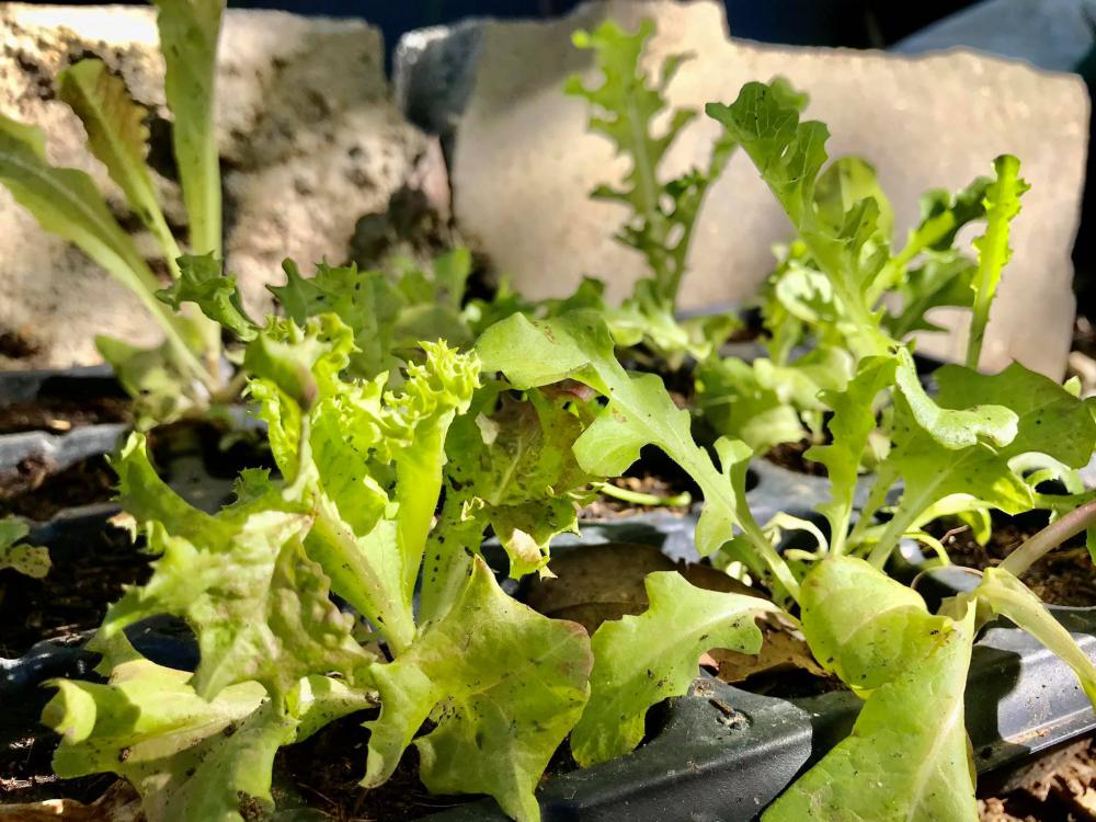 ไอเดียปลูกไม้ประดับ และจัดกระถางบริเวณบ้าน