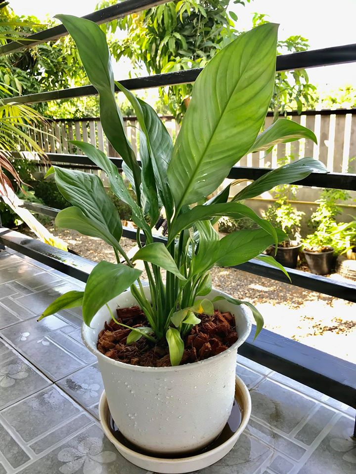 ไอเดียวปลูกไม้ประดับ และจัดกระถางบริเวณบ้าน