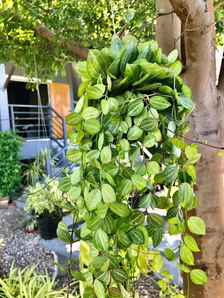 ไอเดียปลูกไม้ประดับ และจัดกระถางบริเวณบ้าน