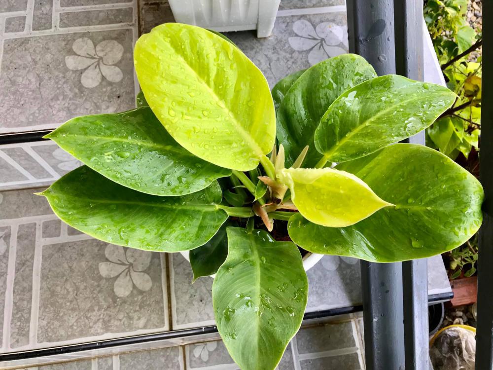 ไอเดียปลูกไม้ประดับ และจัดกระถางบริเวณบ้าน