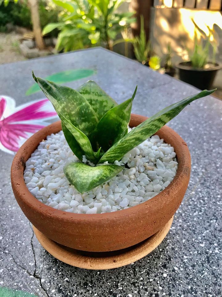 ไอเดียปลูกไม้ประดับ และจัดกระถางบริเวณบ้าน