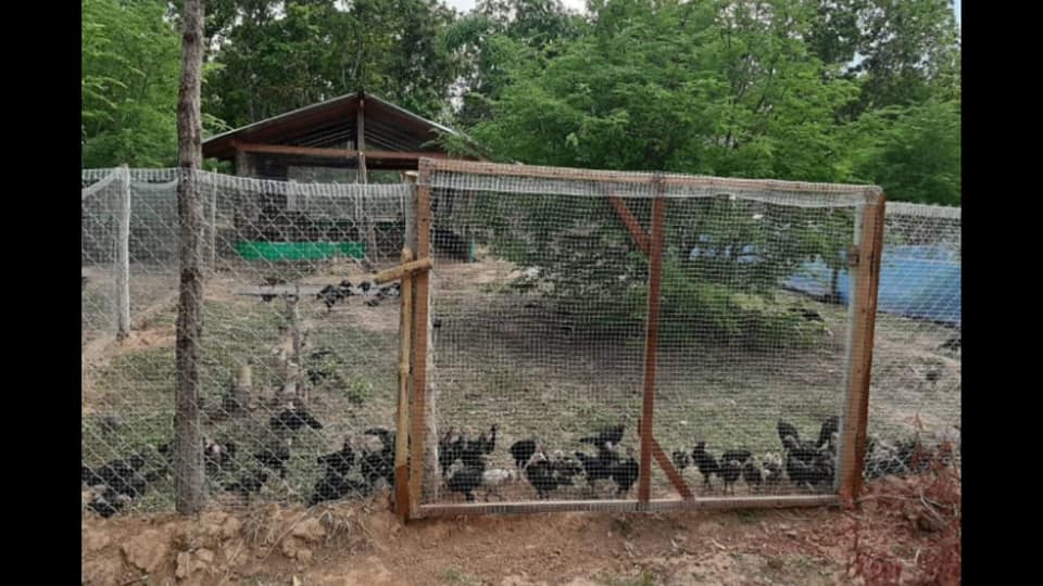 ไอดียทำเล้าไก่ ทำไว้ใช้เอง