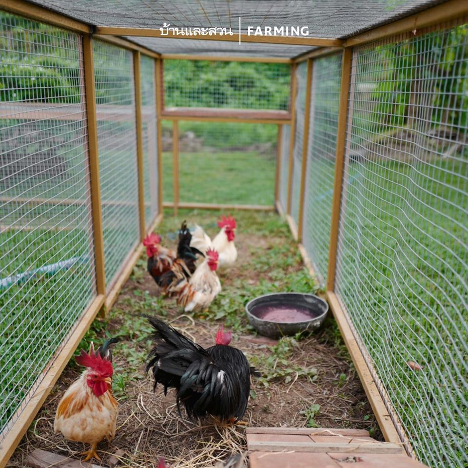 ไอดียทำเล้าไก่ ทำไว้ใช้เอง