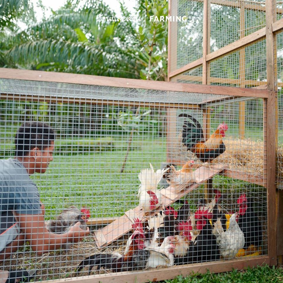 ไอดียทำเล้าไก่ ทำไว้ใช้เอง