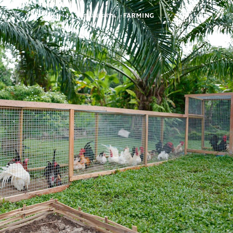 ไอดียทำเล้าไก่ ทำไว้ใช้เอง