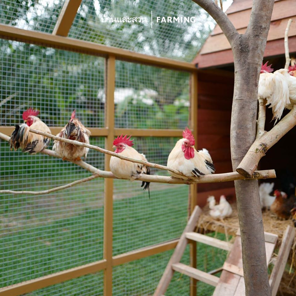 ไอดียทำเล้าไก่ ทำไว้ใช้เอง