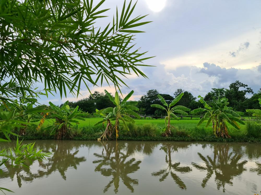 ฟาร์มปลูกสุข เขียวไปหมด ดูแล้วสดชื่น