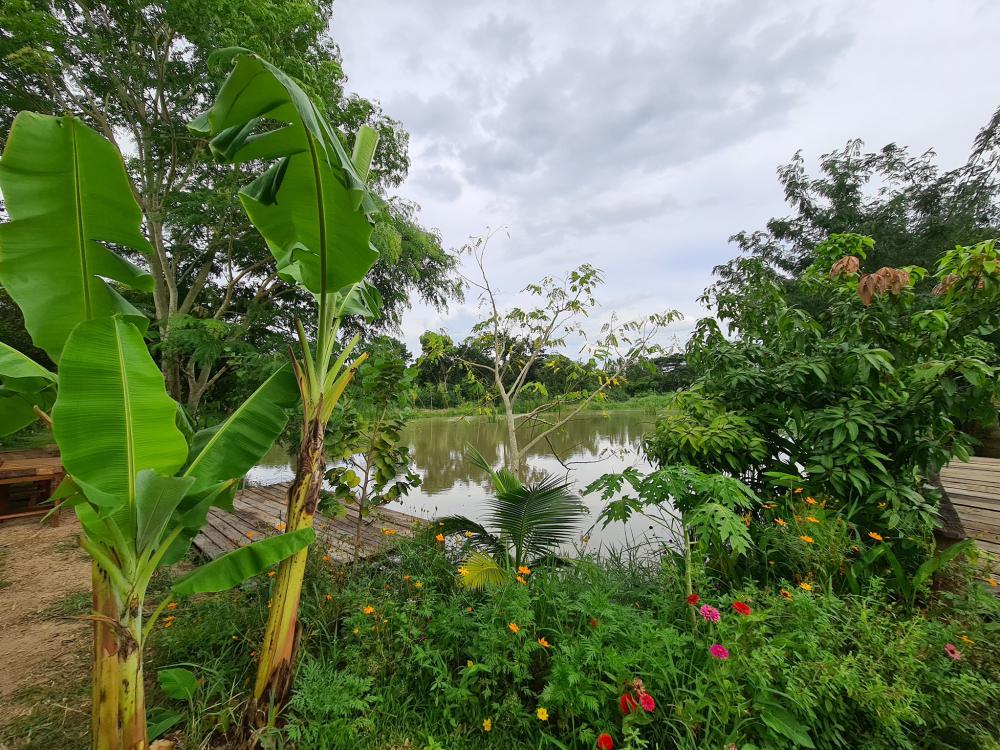 ฟาร์มปลูกสุข เขียวไปหมด ดูแล้วสดชื่น