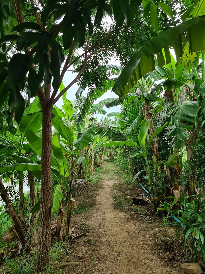 ฟาร์มปลูกสุข เขียวไปหมด ดูแล้วสดชื่น