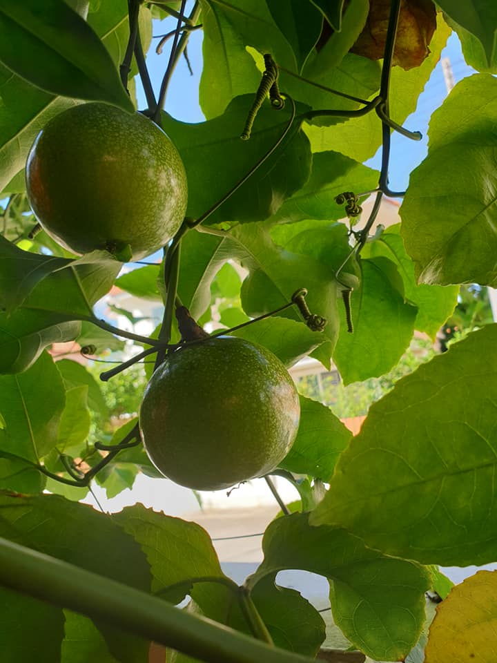 ไอเดียแต่งสวนบริเวณบ้าน สำหรับพื้นที่ไม่มาก