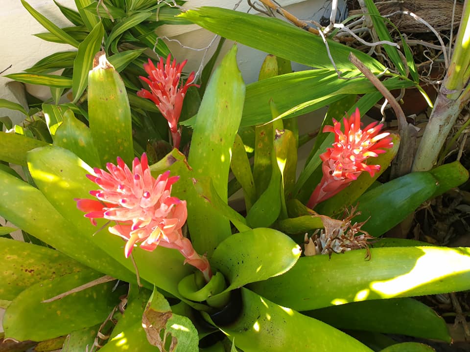 ไอเดียแต่งสวนบริเวณบ้าน สำหรับพื้นที่ไม่มาก