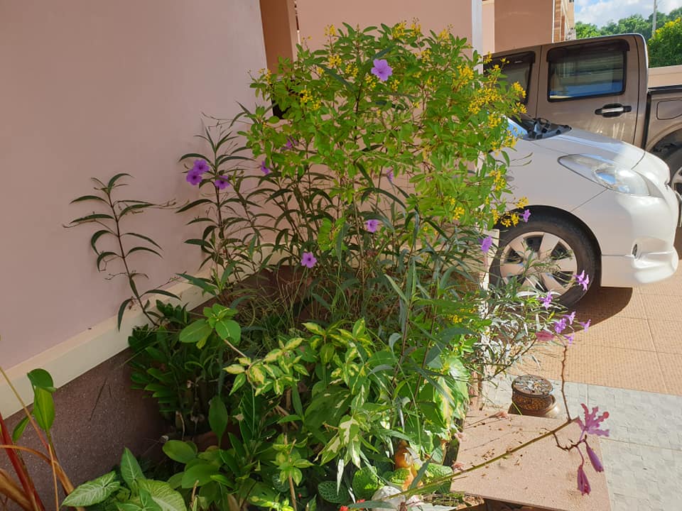 ไอเดียแต่งสวนบริเวณบ้าน สำหรับพื้นที่ไม่มาก