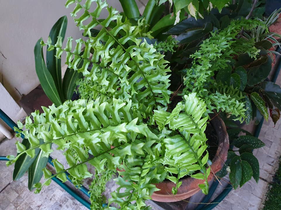 ไอเดียแต่งสวนบริเวณบ้าน สำหรับพื้นที่ไม่มาก