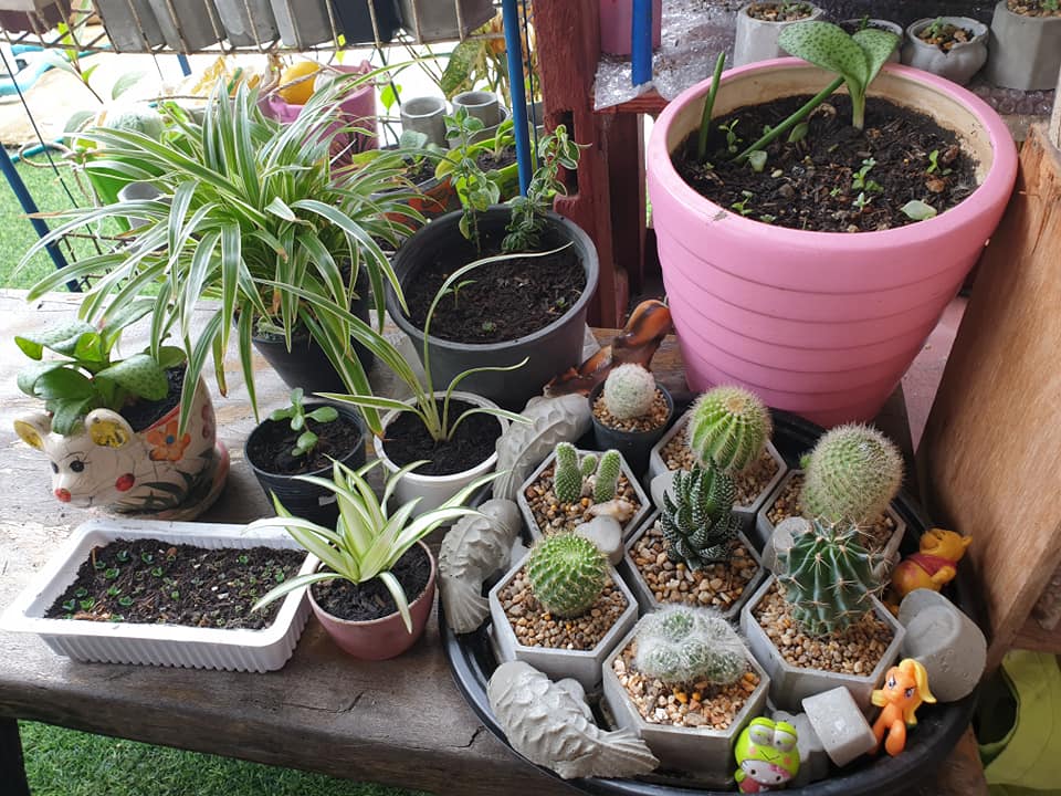 ไอเดียแต่งสวนบริเวณบ้าน สำหรับพื้นที่ไม่มาก