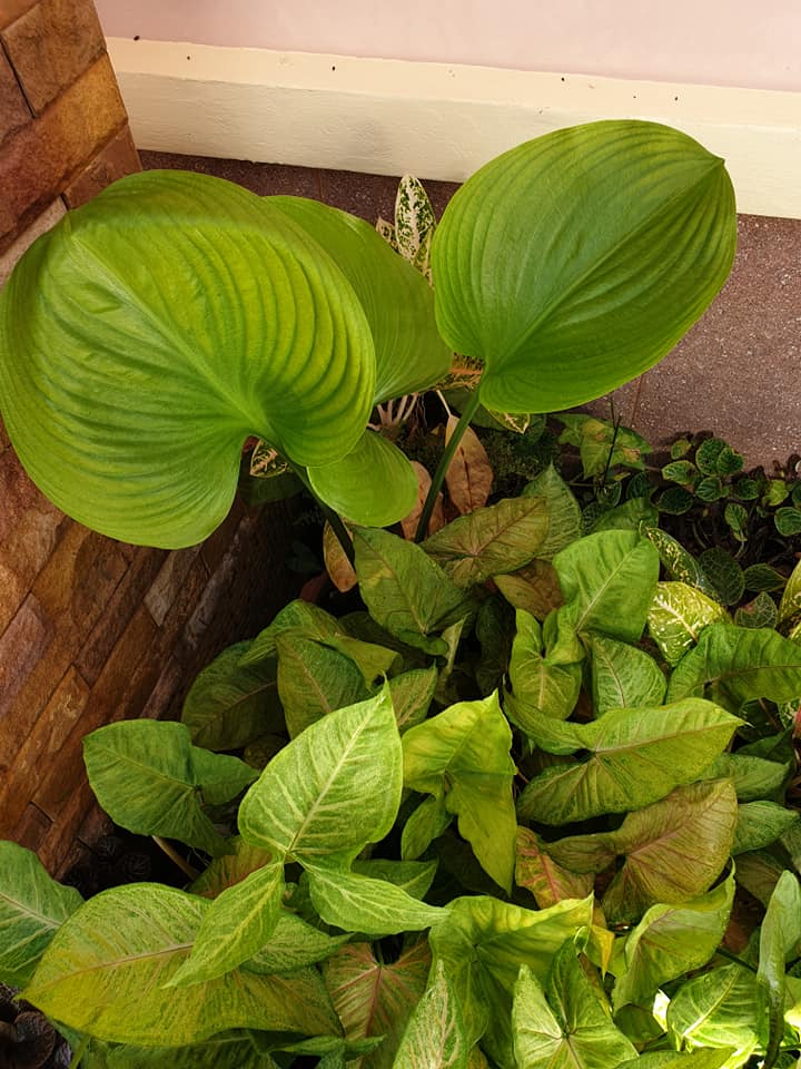 ไอเดียแต่งสวนบริเวณบ้าน สำหรับพื้นที่ไม่มาก