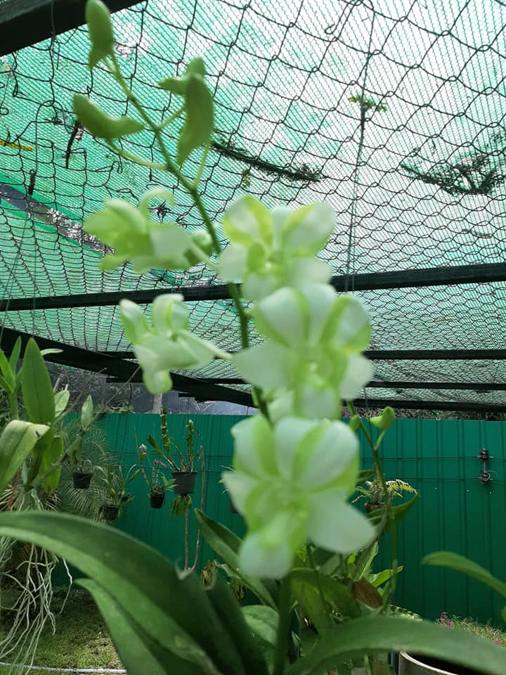 พาชมไอเดียจัดบ้านแต่งสวน เอาไว้ปรับใช้กับบ้านและสวนของคุณ