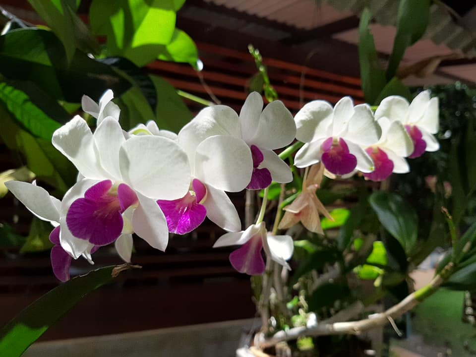 พาชมไอเดียจัดบ้านแต่งสวน เอาไว้ปรับใช้กับบ้านและสวนของคุณ